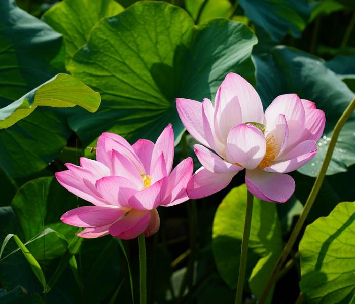 pink lotus blossoms