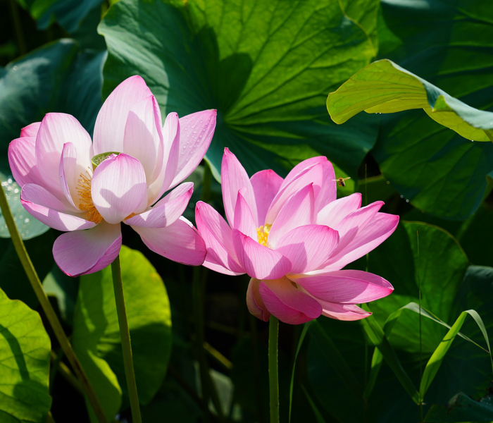 pink lotus blossoms