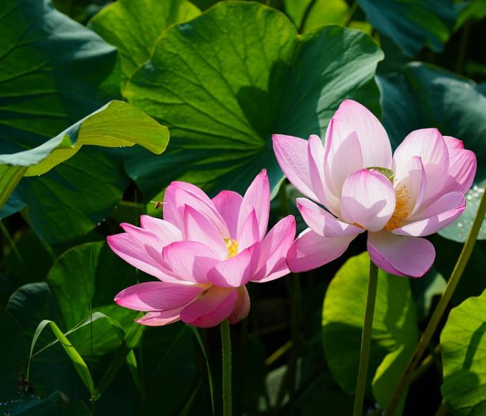 Full banner - pink lotus blossoms
