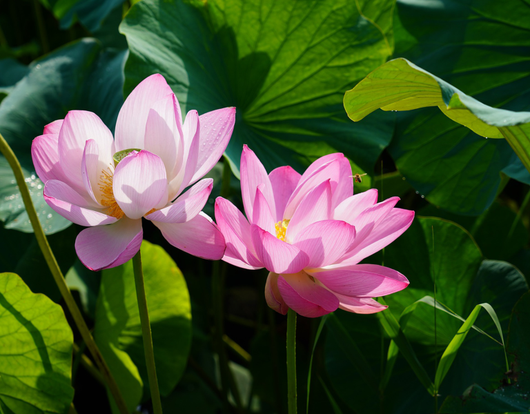 pink lotus blossoms