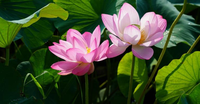 pink lotus blossoms